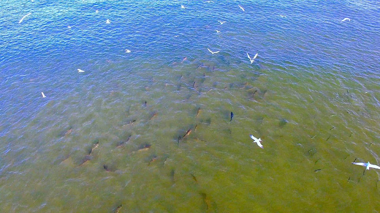 SHOW: Fighting Bull Reds on the Move | AUG 21, 2019