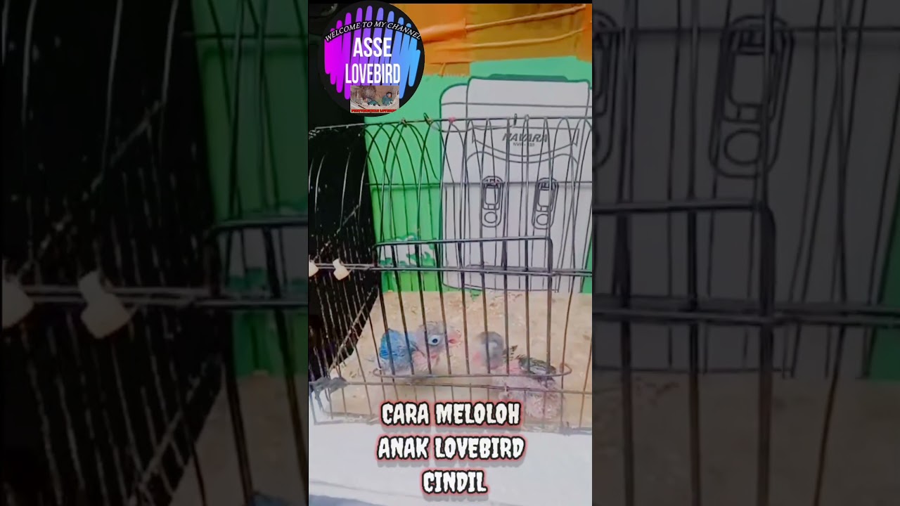 CARA MELOLOH ANAK LOVEBIRD CINDIL