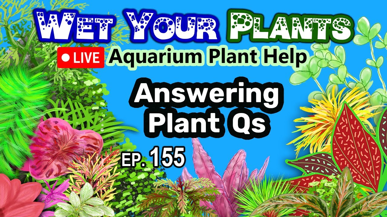 Planted Tank Talk, Tips, Tricks, Q&A, Growing Aquarium Plants, Off Topic (WYP 155)