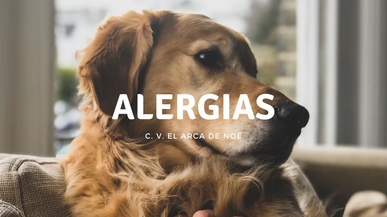 Alergias de piel en primavera [perros]