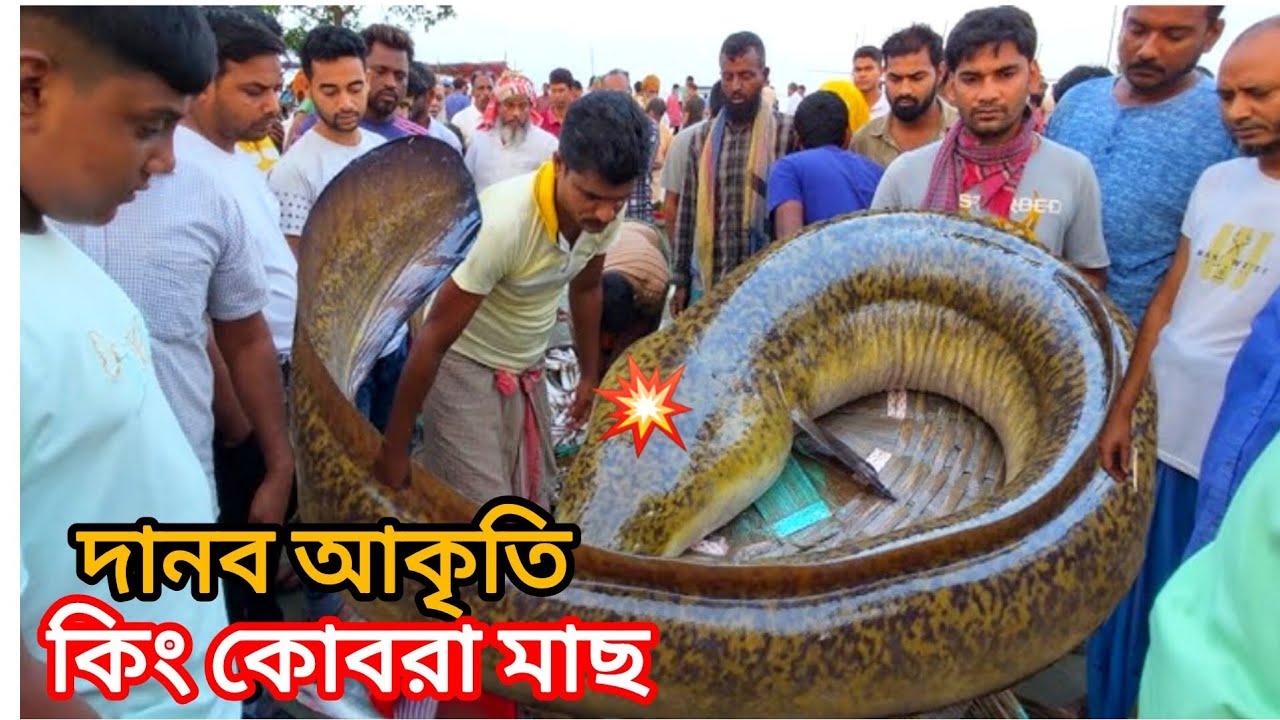 জেলেদের জালে ধরা পড়লো কিং কোবরা মাছ 😱 | দেখে সবাই অবাক | Rare Fish Catch Bangladesh
