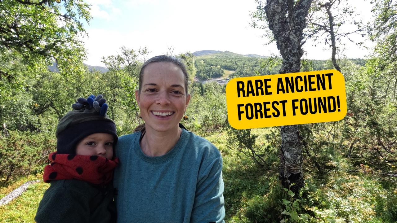 Exploring Sweden’s Ancient Woodland: A Family Van Life Adventure 🌲🚐