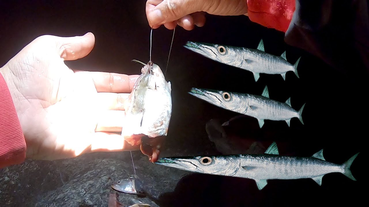 ตกปลาสากชายฝั่งตอนกลางคืน  ด้วยเหยื่อปลาทู  Saen Fishing