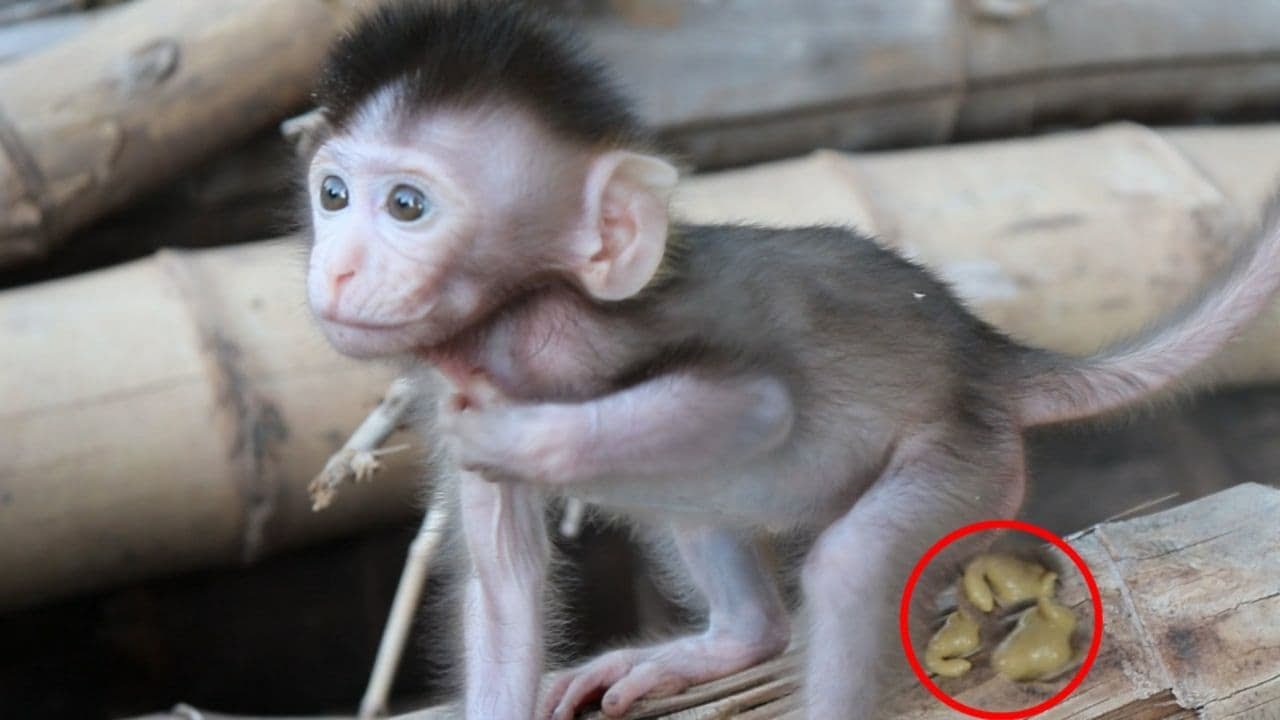 OMG! Why Baby KOTO Doing That? 3 Minutes After Drinking Milk KOTO Get Defecate