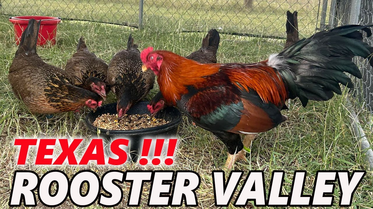 Big Farm Texas Rooster Valley Farm Jesse Longoria