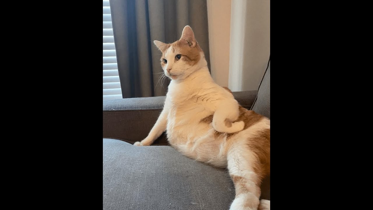 The smart dog and cats is so funny