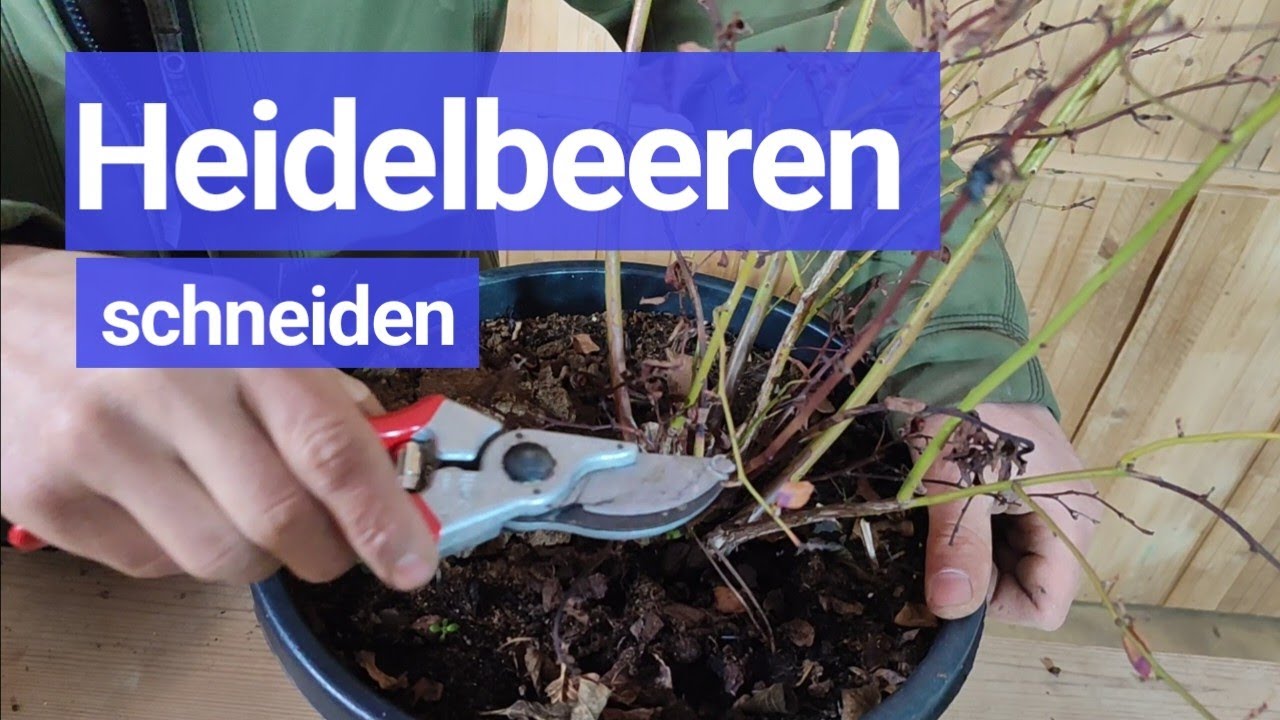 Heidelbeeren schneiden - Fr&uuml;hjahrsschnitt Anleitung ✂️