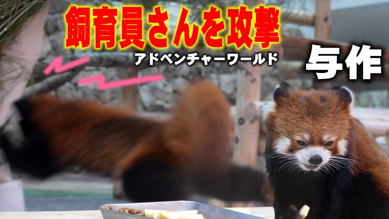 【与作くん飼育員さんに飛びかかる攻撃】ジンくんはヨダレ垂らしてフリーズ アドベンチャーワールドのレッサーパンダ