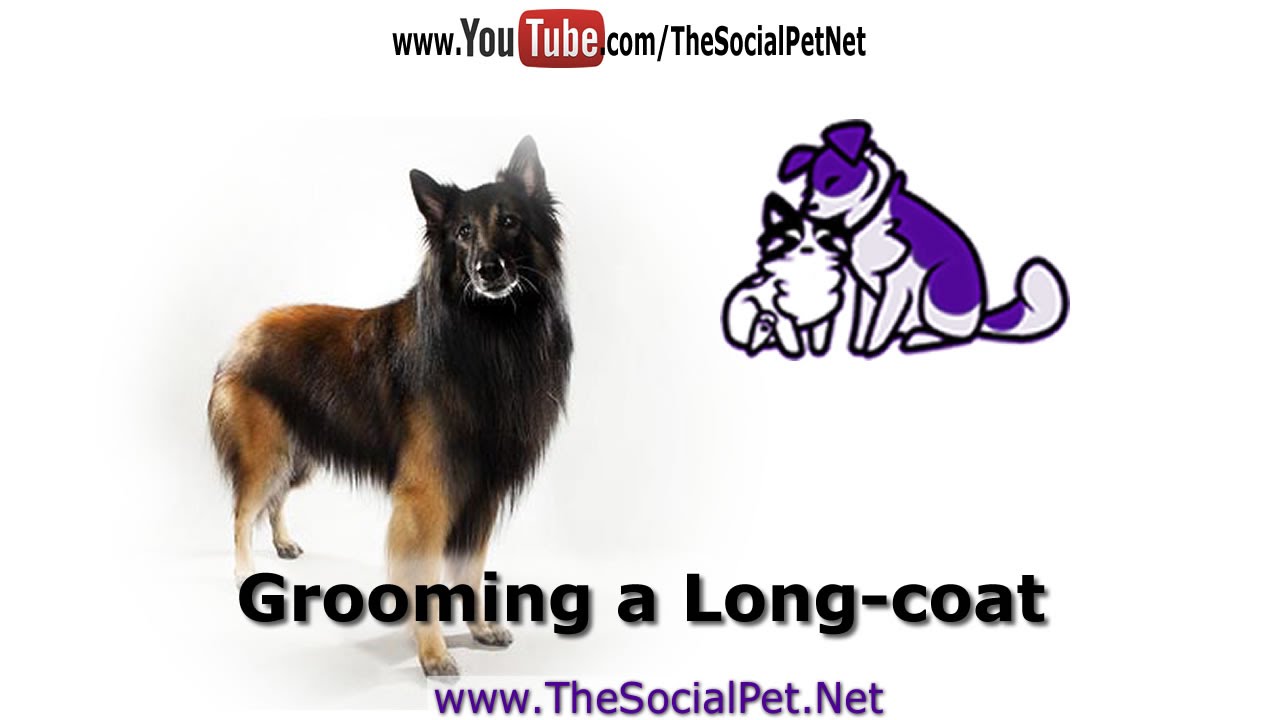 Grooming a Long-coated Dog Breed