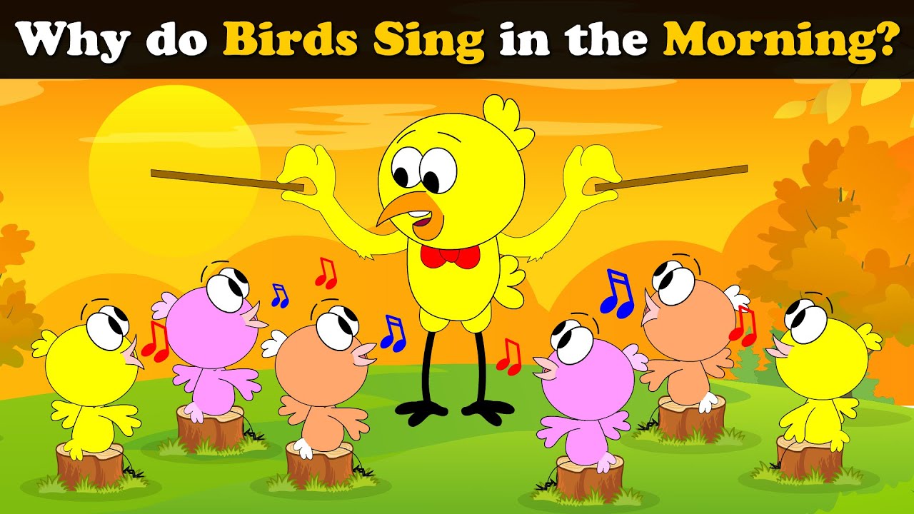 Why do Birds Chirp in the Morning? + more videos | #aumsum #kids #science #education #whatif