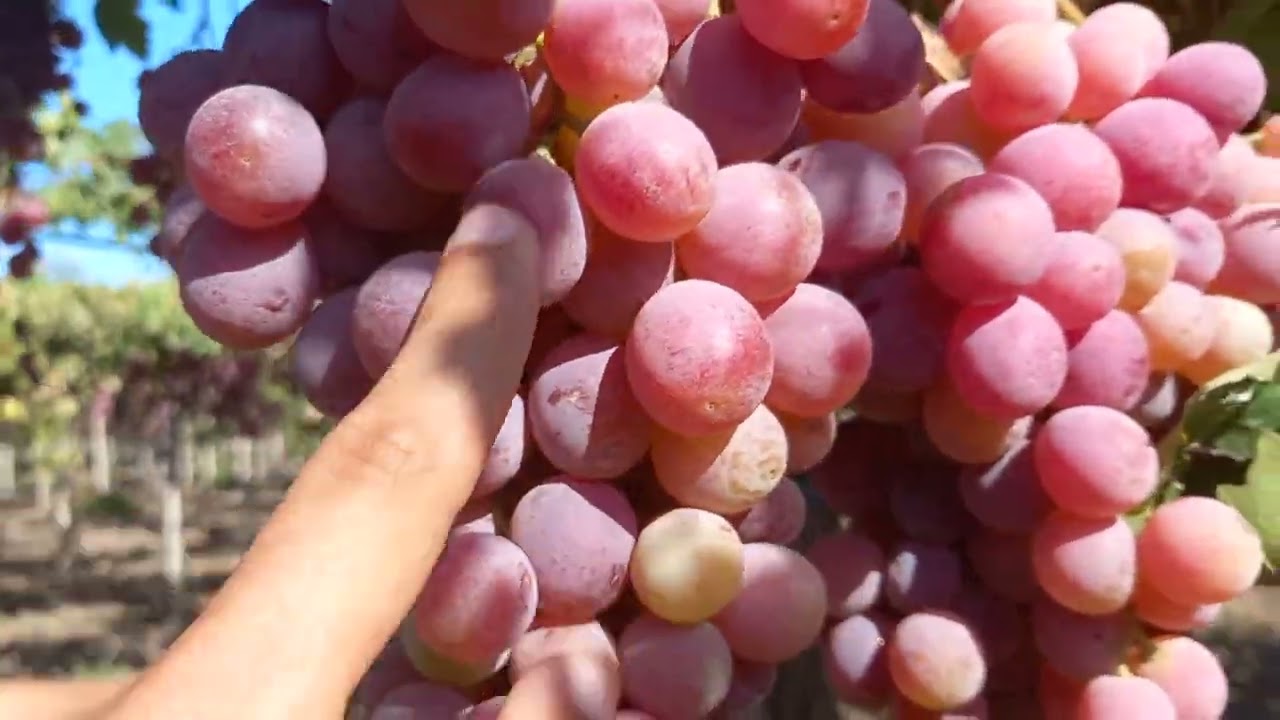 تسميد الاشجار المثمرة الفصل  1⃣5⃣3⃣  خدمة مزارع العنب فترة التلوين و النضج 🍇🌿🍇