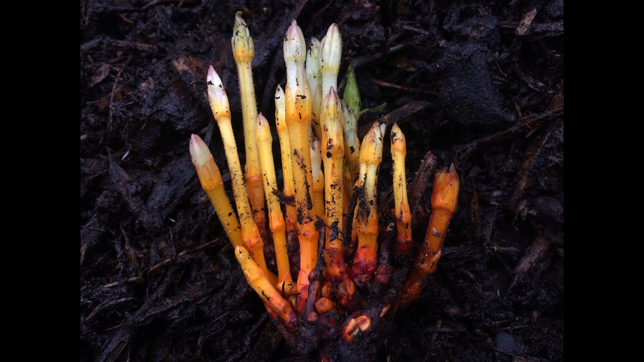 Madder Root - how to grow with Michael 