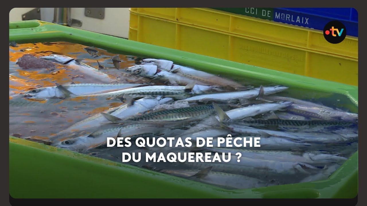 Economie. Vers des quotas de p&ecirc;che du maquereau ?