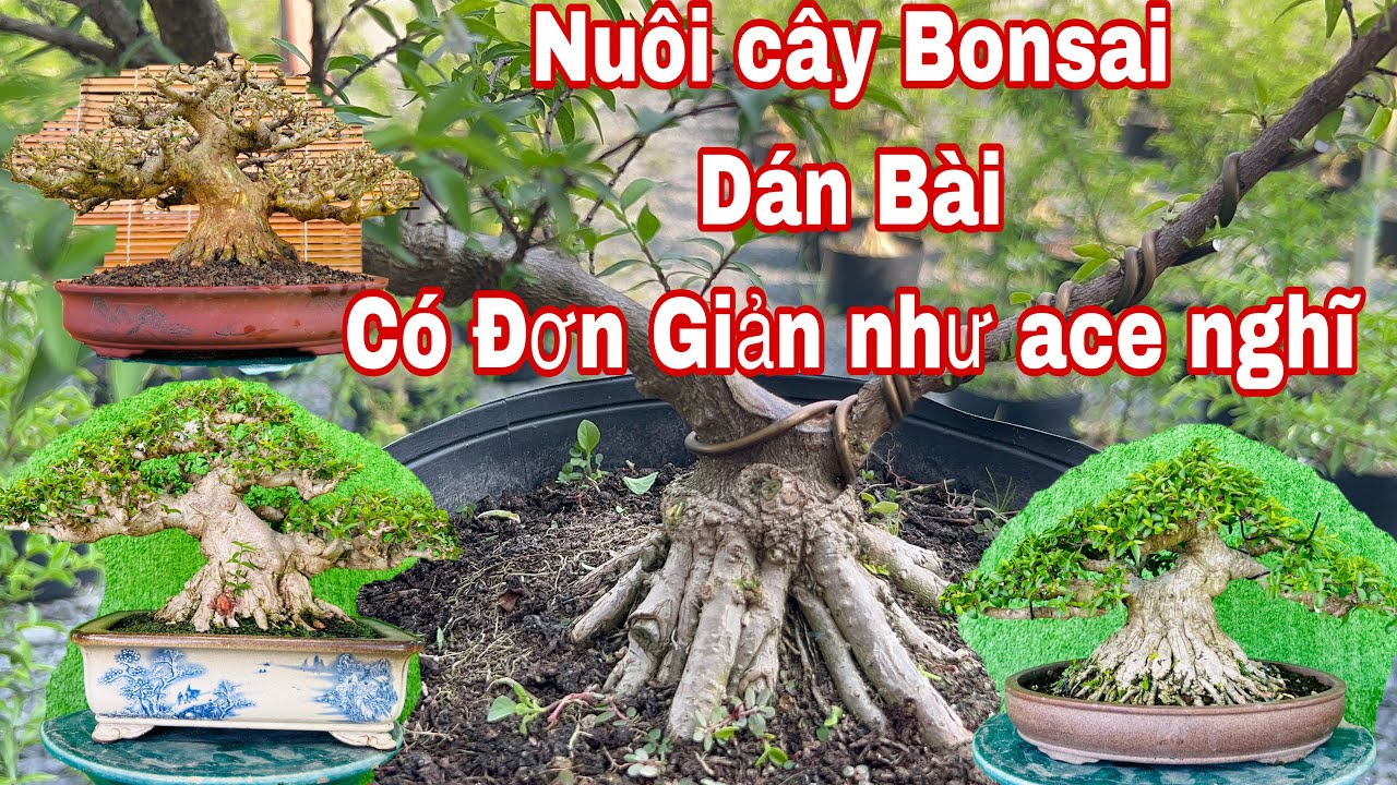 cách nuôi cây bonsai dán bài - có đơn giản như anh em thường nghĩ