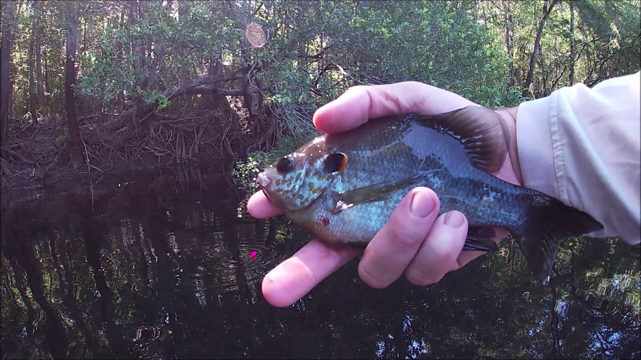 Satilla River Series (Part 3 of 4)