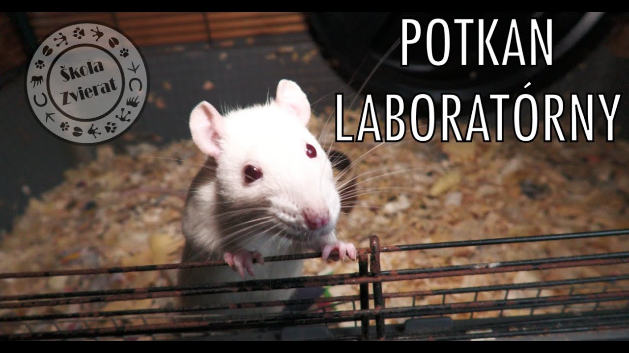 Škola Zvierat - Potkan Laboratórny
