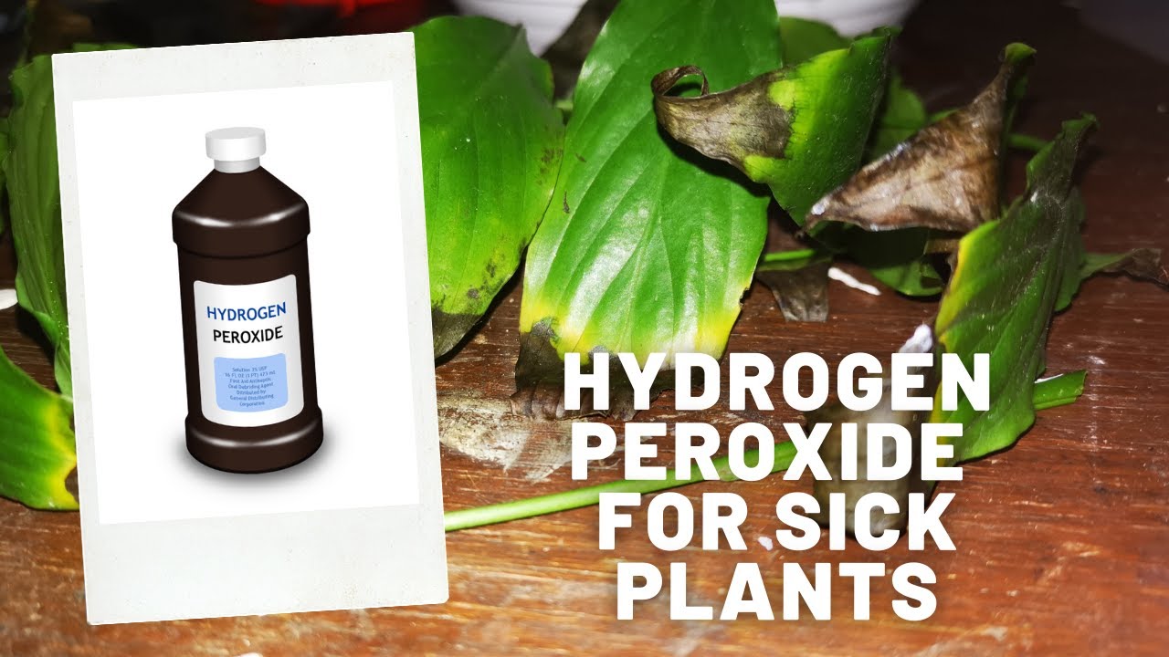 How to USE Hydrogen Peroxide or H2O2 for Plants or Sick Plants