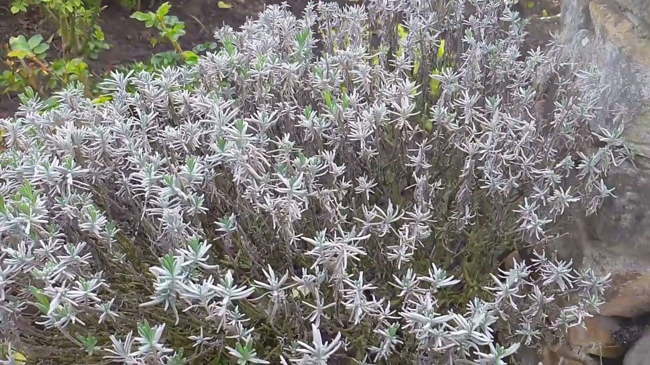 Lavendel schneiden einfach erklärt + wie schneide ich alten, verholzten Lavendel?