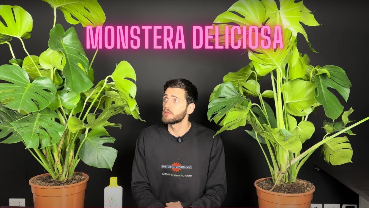 MONSTERA DELICIOSA: coltivazione e curiosità!