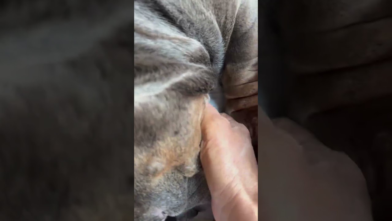 Scratch me hard, Mom's enjoying it. #pets #dogs #doglovers #dogowners