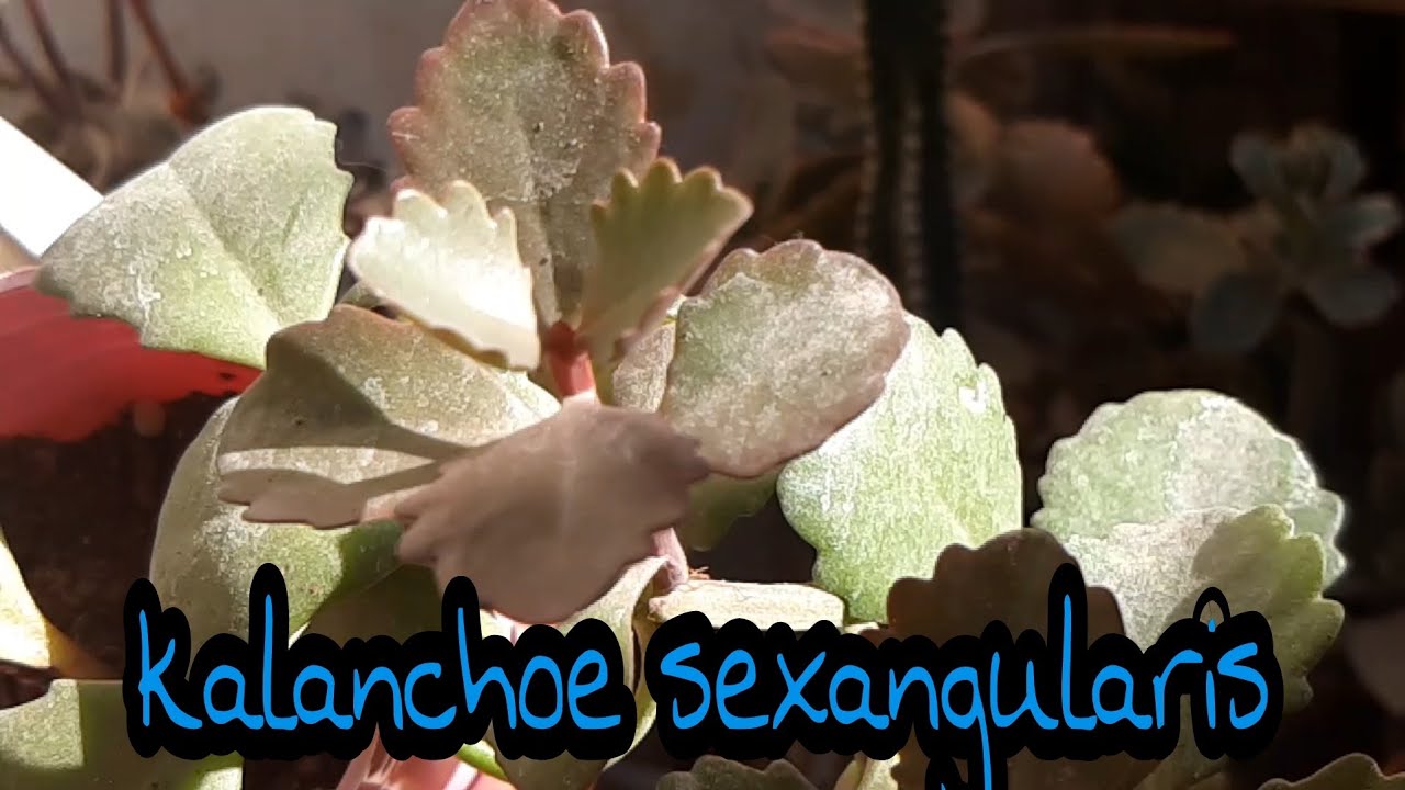Kalanchoe Sexangularis otro hermoso  Kalanchoe  para dar color a nuestro jardin