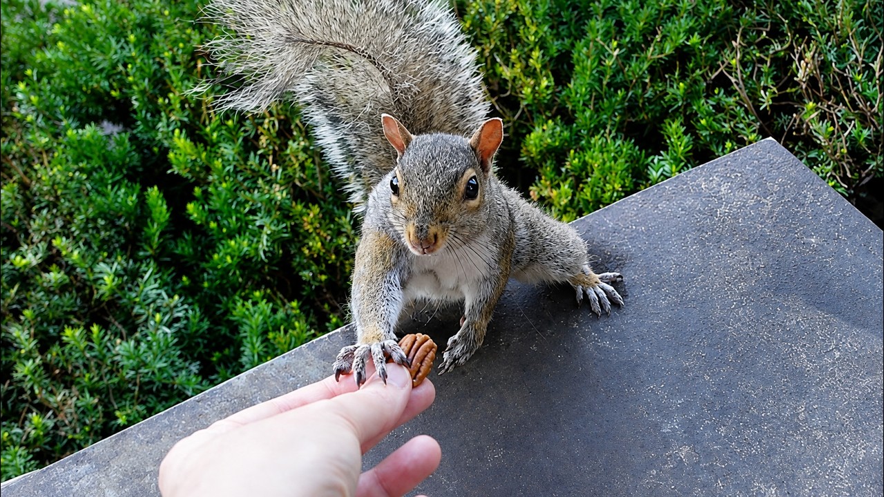 The squirrels and I will miss you but we need to do this