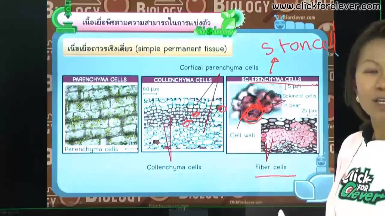 ชีววิทยา : โครงสร้างและหน้าที่ของพืชดอก (Part 1)︱Click for Clever
