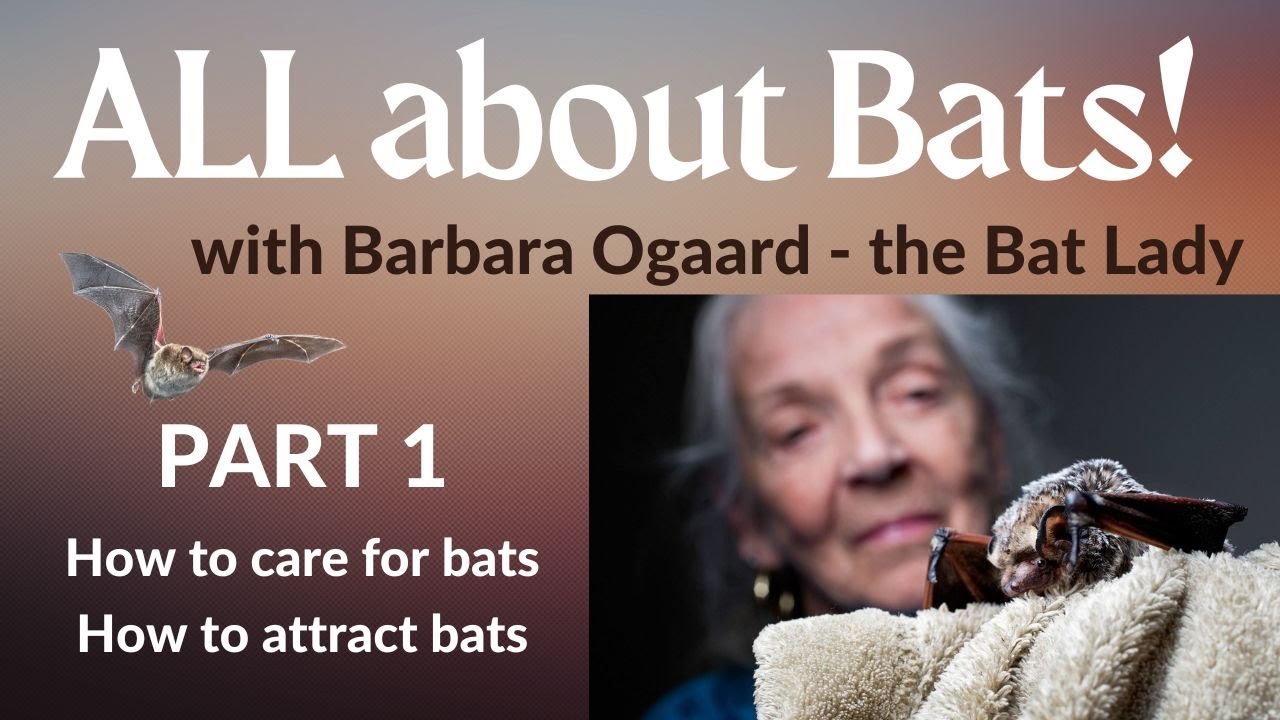 All About Bats - Part 1: Learn about Bats, How to Help Bats, How to Attract Bats
