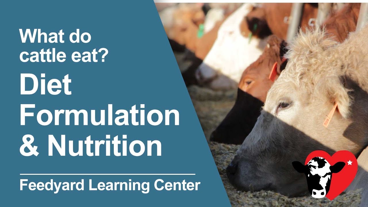 What Do Cattle Eat: Diet Formulation & Nutrition