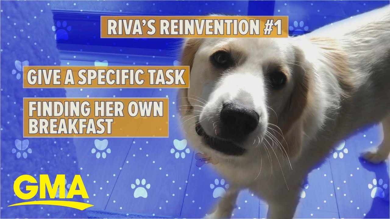 Lara Spencer's pup, Riva, gets remote puppy training l GMA