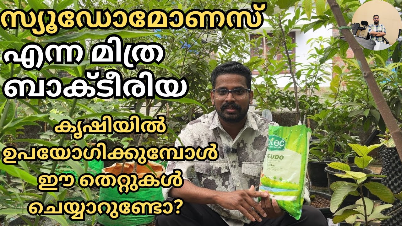 സ്യൂഡോമോണസ് കൃഷിയിൽ ഉപയോഗിക്കുമ്പോൾ ശ്രദ്ധിക്കേണ്ട കാര്യങ്ങൾ | How to use pseudomonas for plants