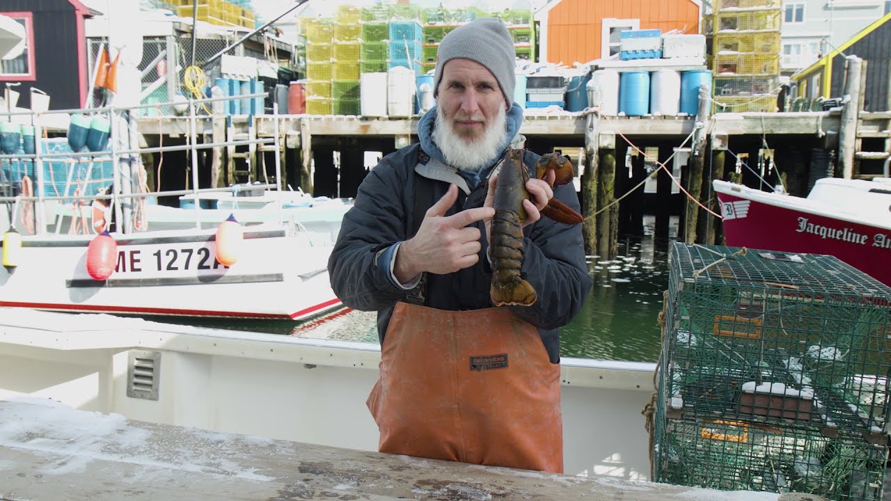 Harvesting American Lobster - Shell Types Explained