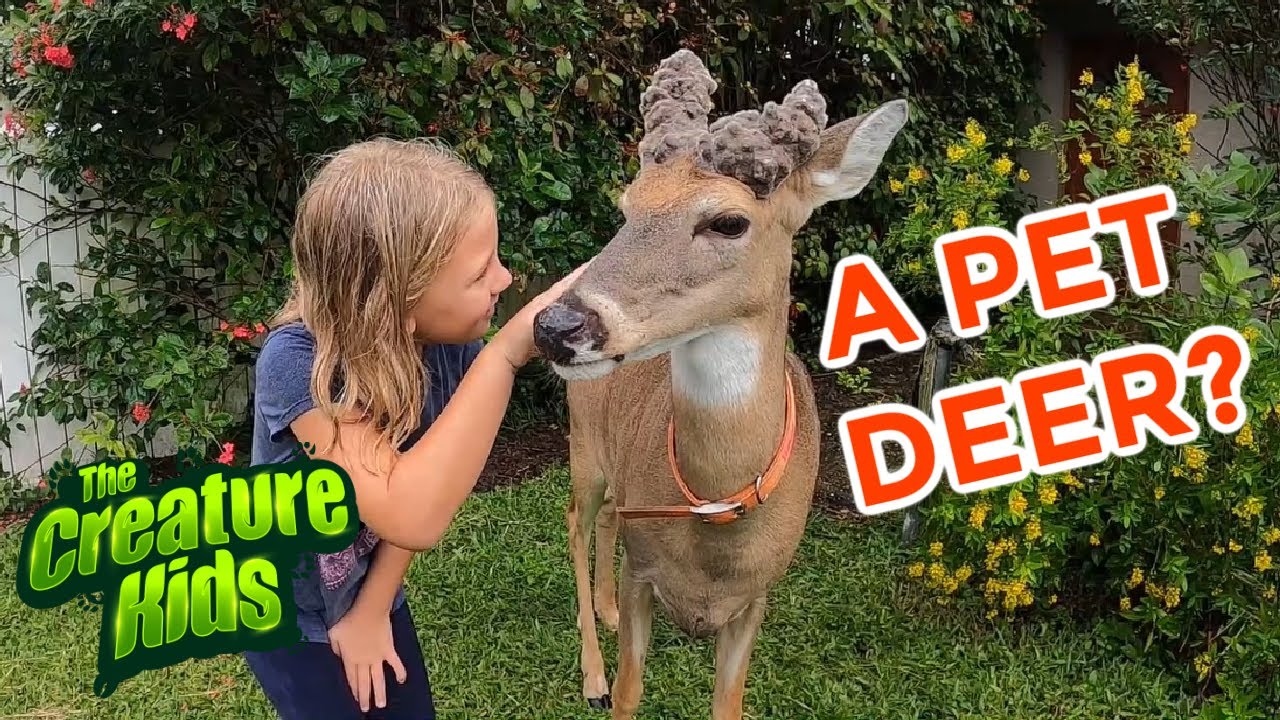 Wildlife Rehabilitation Center - Wildlife for Kids - The Creature Kids