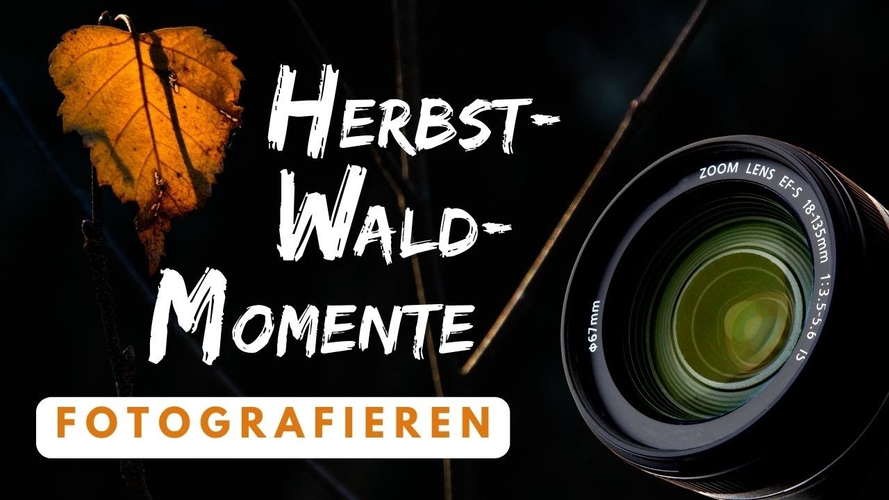 Fotografieren im Wald: HerbstWaldMomente mit einer besonderen Stimmung festhalten