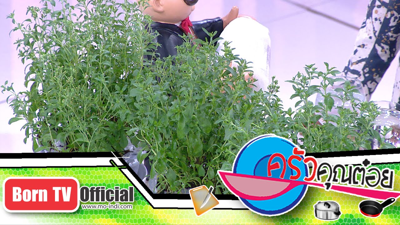 หญ้าหวานมีประโยชน์อย่างไร 28 เม.ย.58 (1/2) ครัวคุณต๋อย