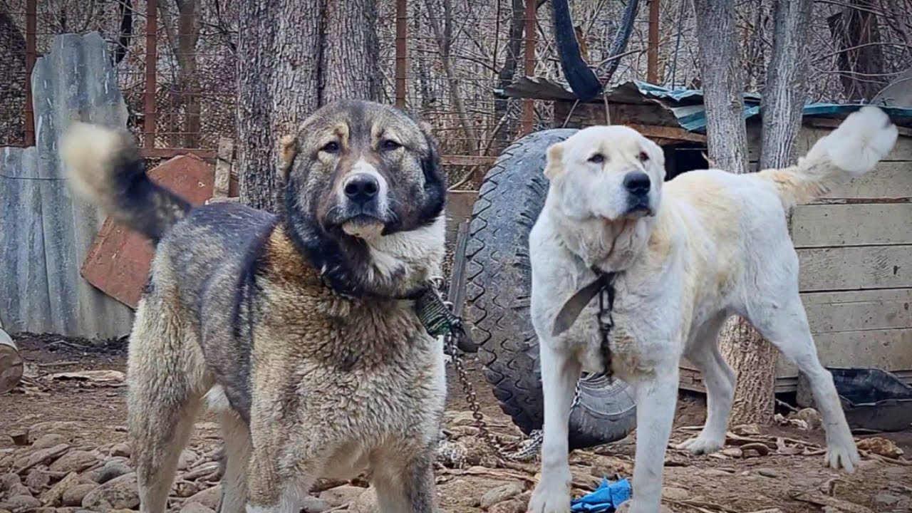 A Crazy Caucasian Volkodav Kennel [E07]