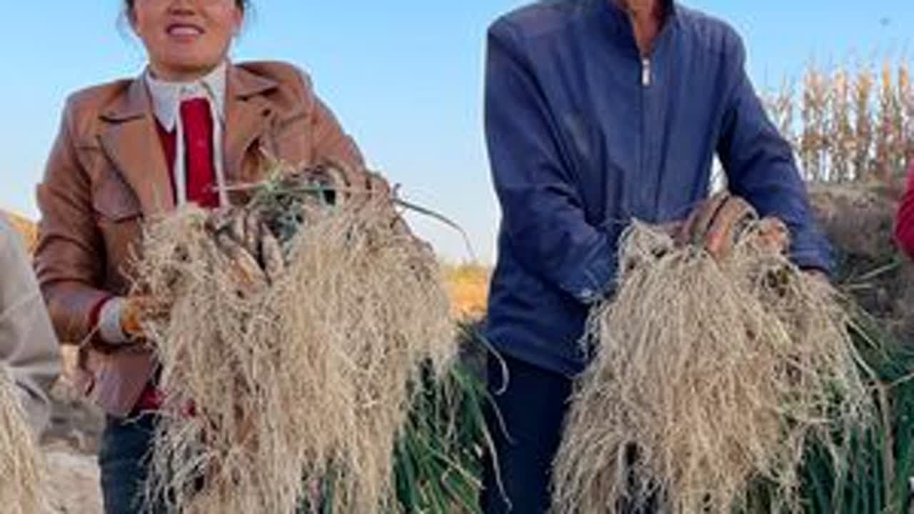 山西吕梁，大春家的红皮葱大丰收，收获满满，一分耕耘一分收获