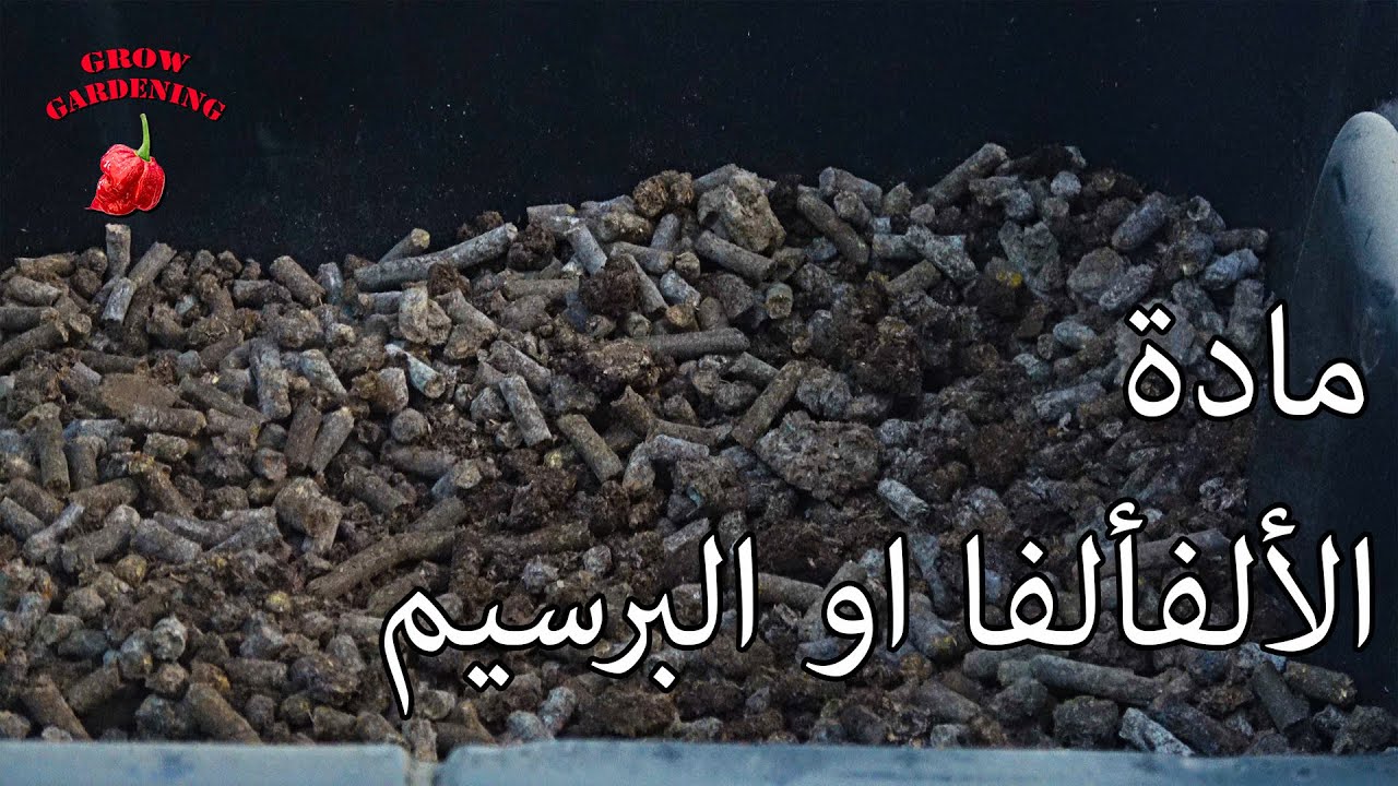 الألفألفا أو البرسيم