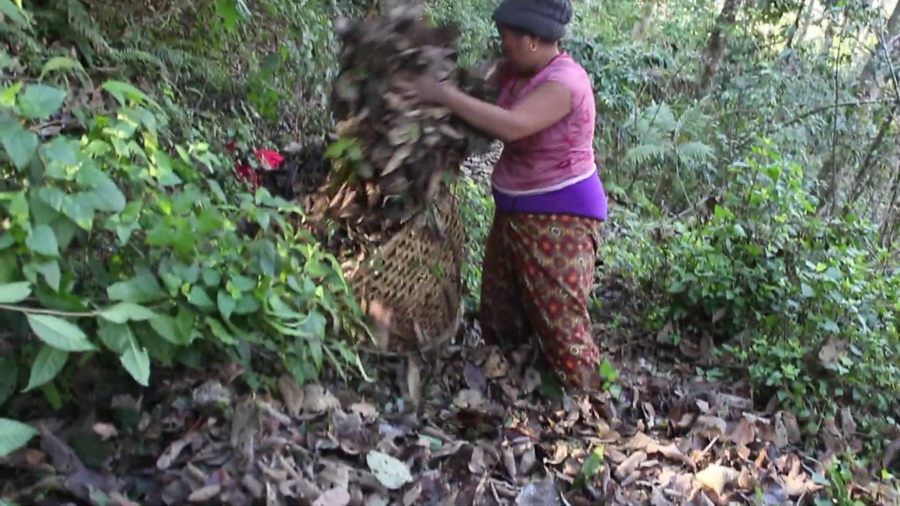 Collecting grass for feeding domestic animal