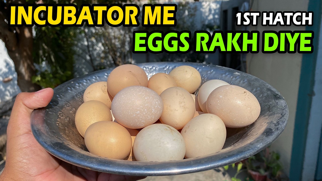 Andy Incubator Me Rakh Diye 😍🤩 #chicken #vlog #aseel