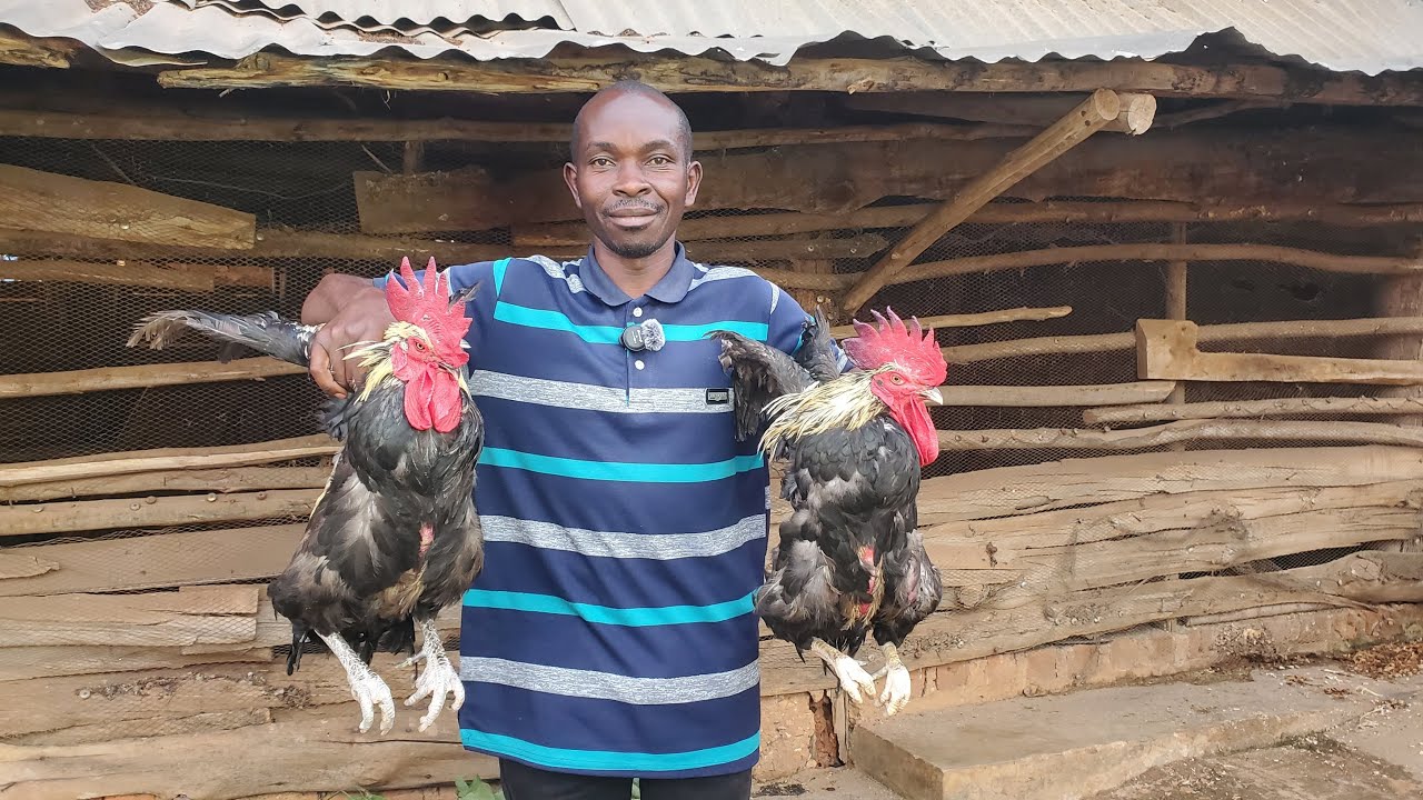 How to Earn 5M Monthly in Uganda | Local Chicken Farming Tips
