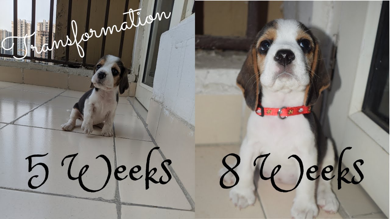 5 Weeks to 8 Weeks Transformation | Muffin | Beagle | TheBeagleMuffin 😍