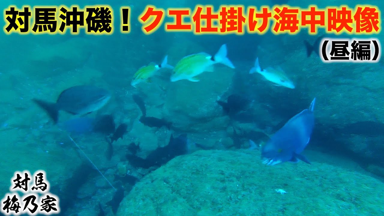 対馬沖磯でクエ仕掛けを見に行ったら…驚愕の世界が広がっていた！
