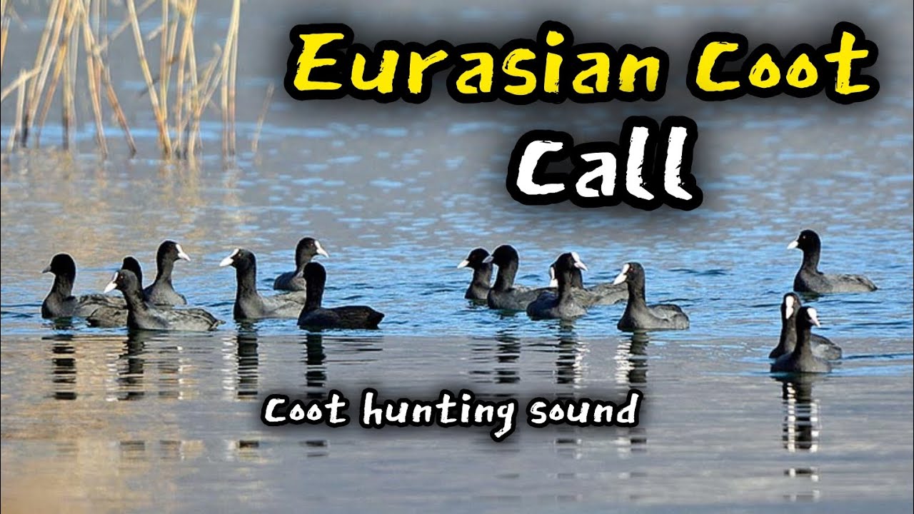 Eurasian Coot Sound / Coot Birds Call