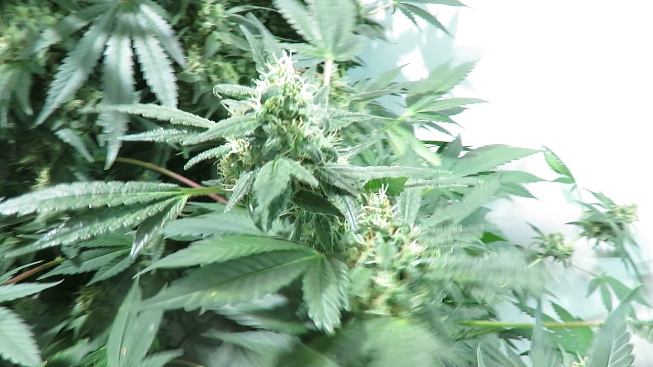 mb2 RDWC system grow moby dick at 8 weeks