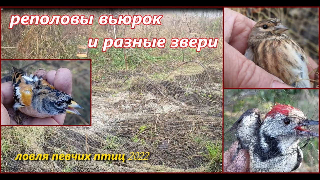 Ловля певчих птиц.  Реполовы тайником и всякие звери сеткой.