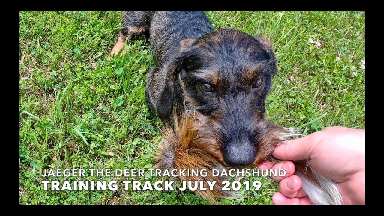 Jaeger the Deer Tracking Dachshund: How to Make a Basic Training Track