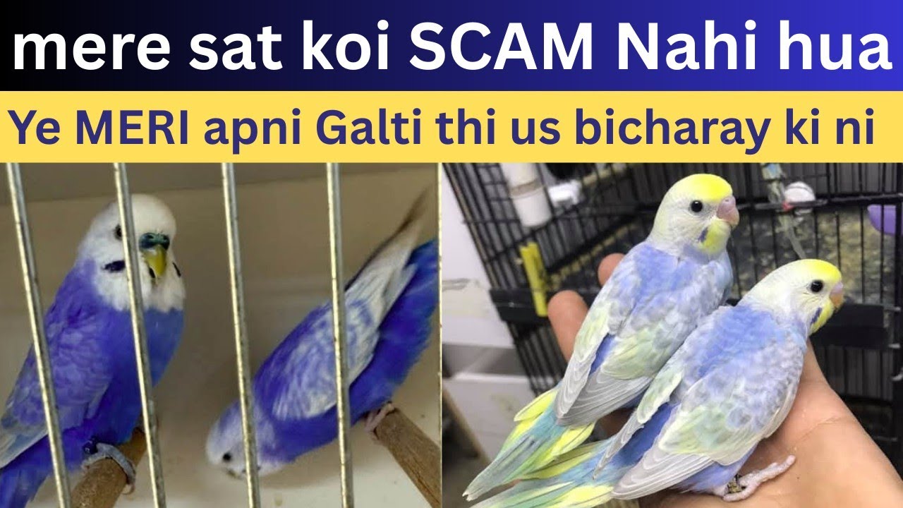 Mere sat koi SCAM Nahi hua ye MERI apni Galti thi | Rainbow Budgies 