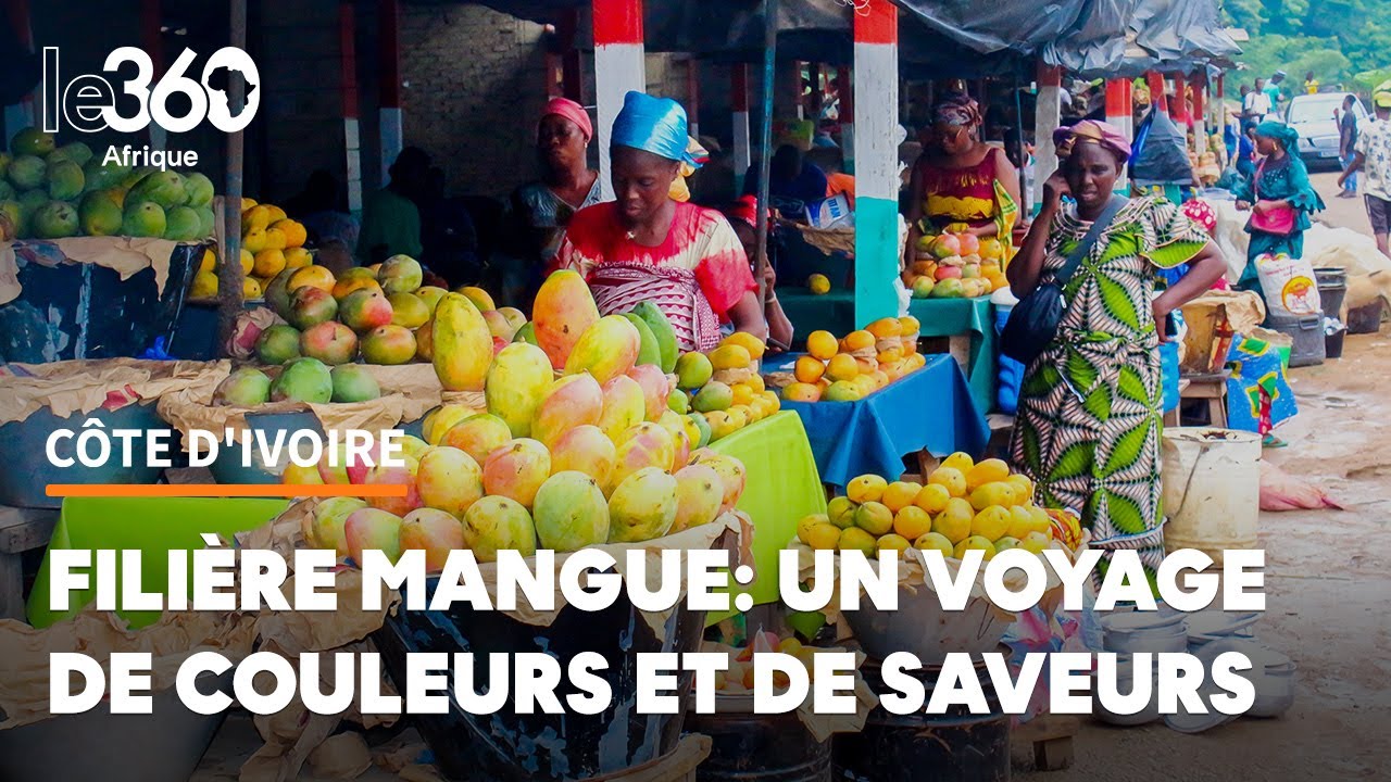 Récolte de mangues en Côte d’Ivoire: embarquez pour un voyage de couleurs et de saveurs