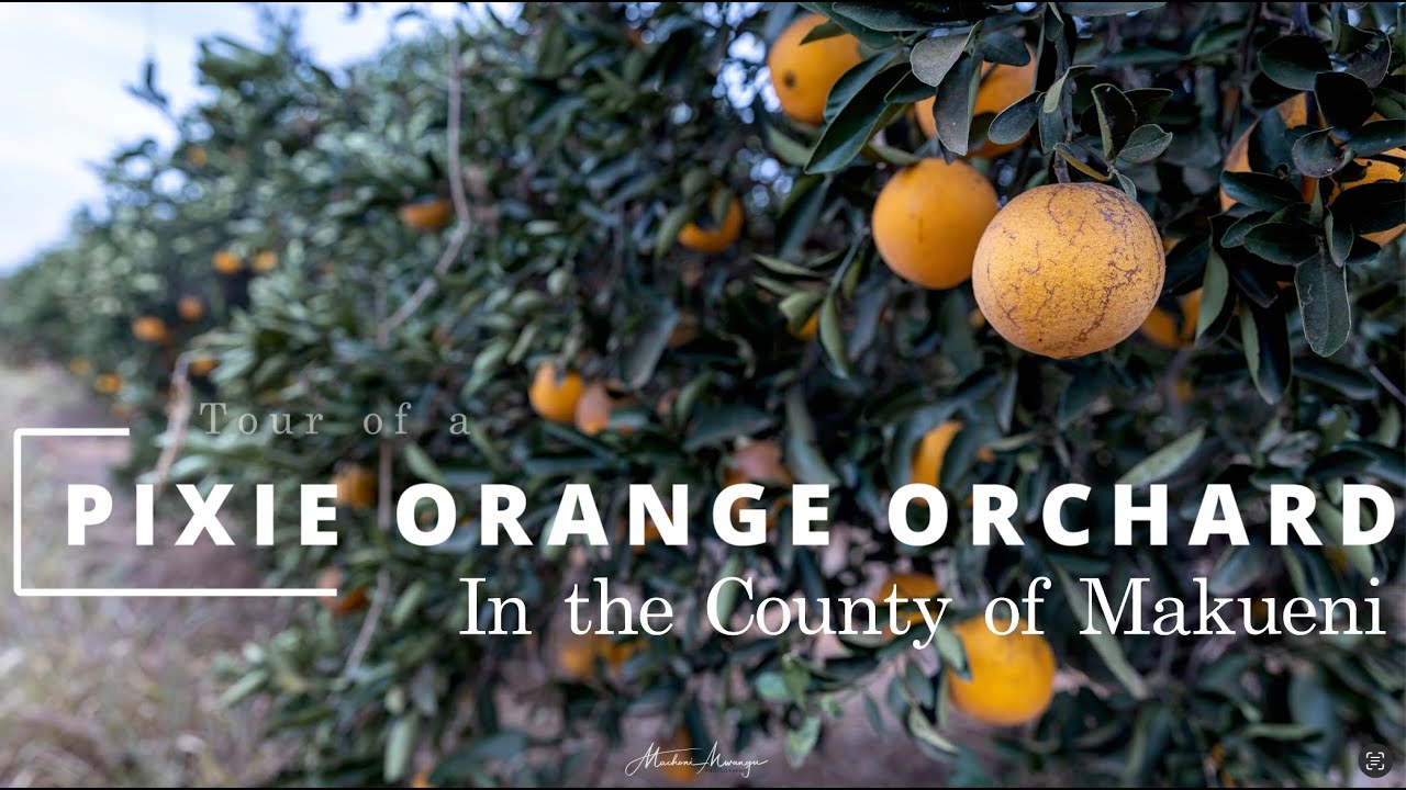 Pixie Orange Farm Tour: Thriving in Makueni, Kenya #orangefarming #farmlife #orchard